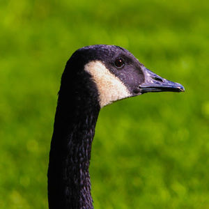 Meet your Posher, Jeff